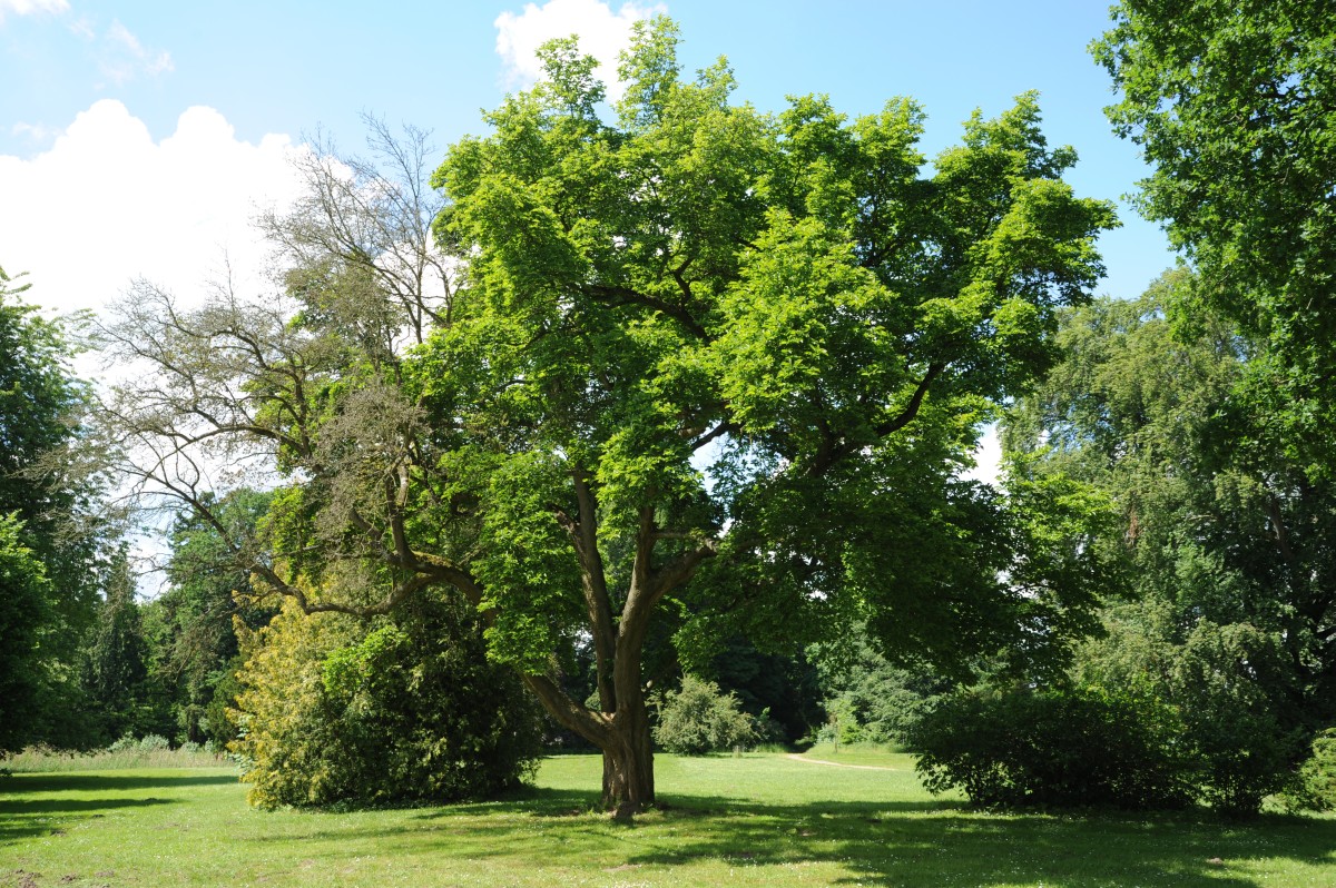 kobus Magnolia