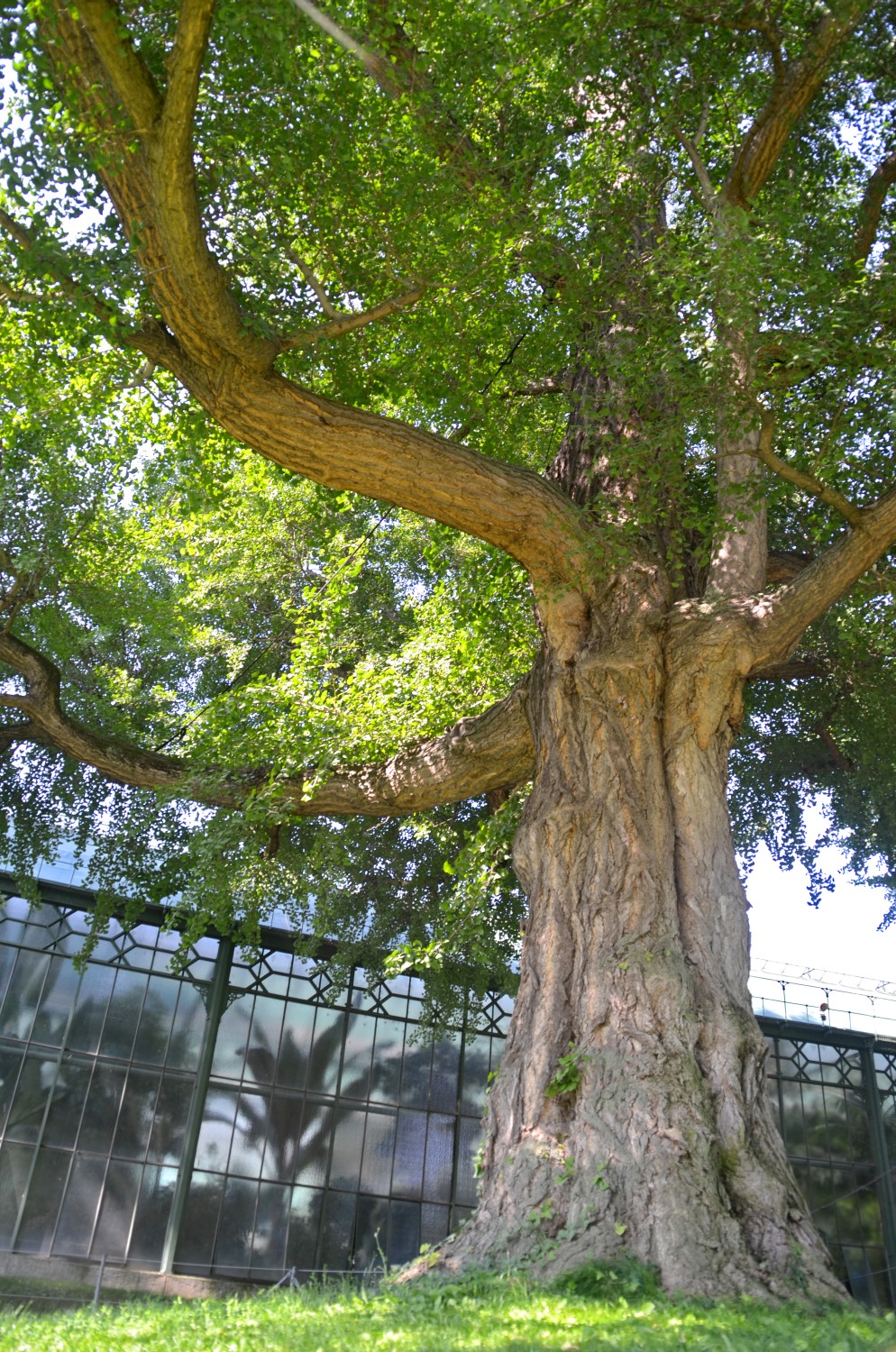 biloba Ginkgo