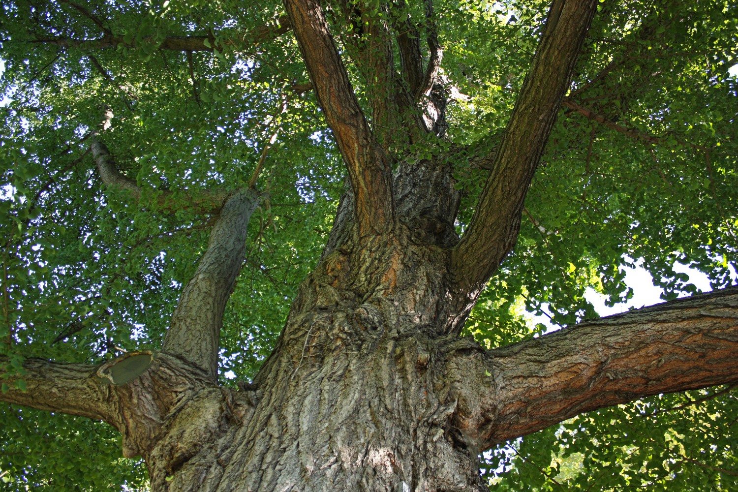 Ginkgo biloba - Stuttgart, Wilhelma - 2010