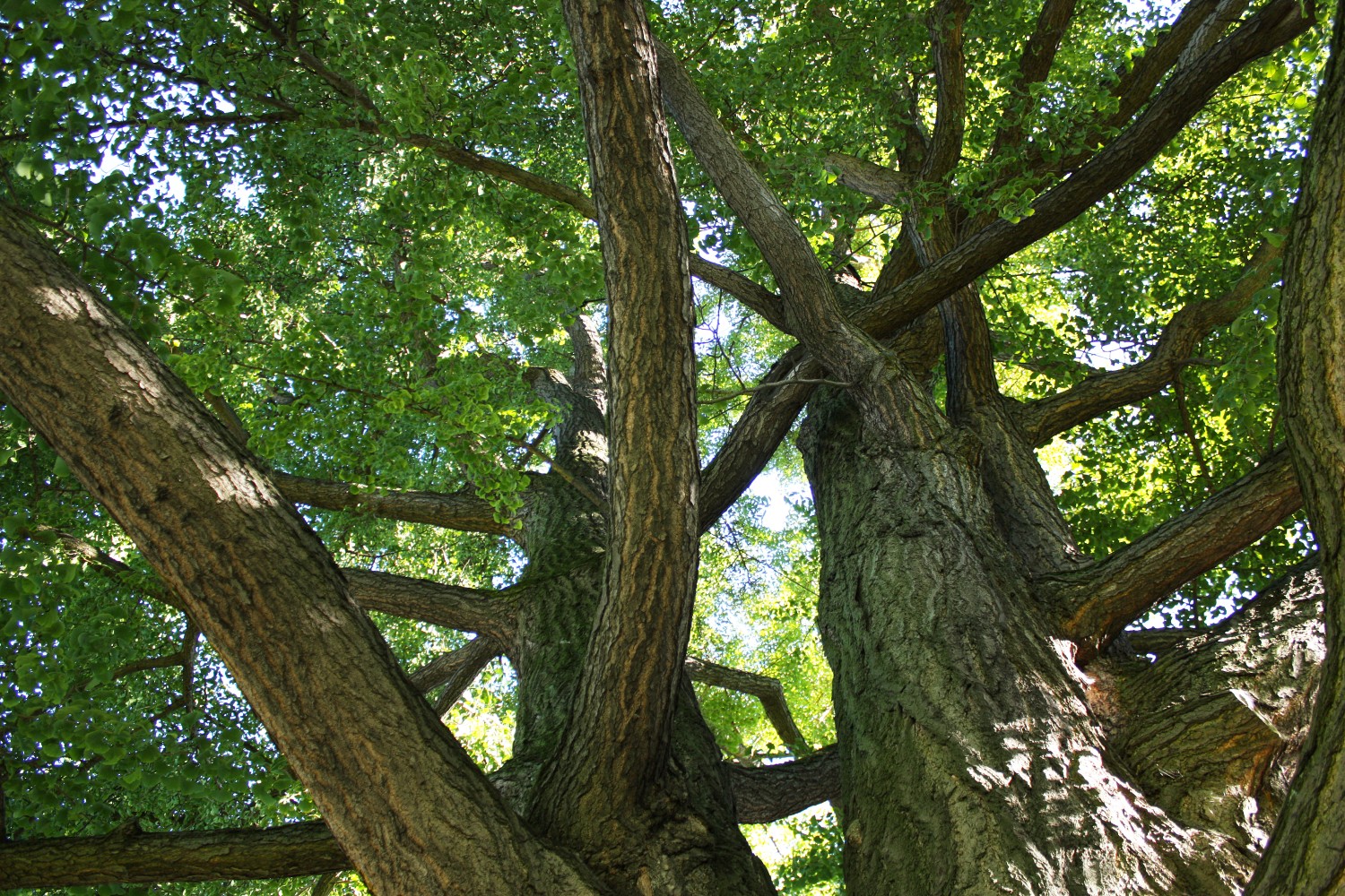 Ginkgo biloba - Stuttgart, Wilhelma - 2010
