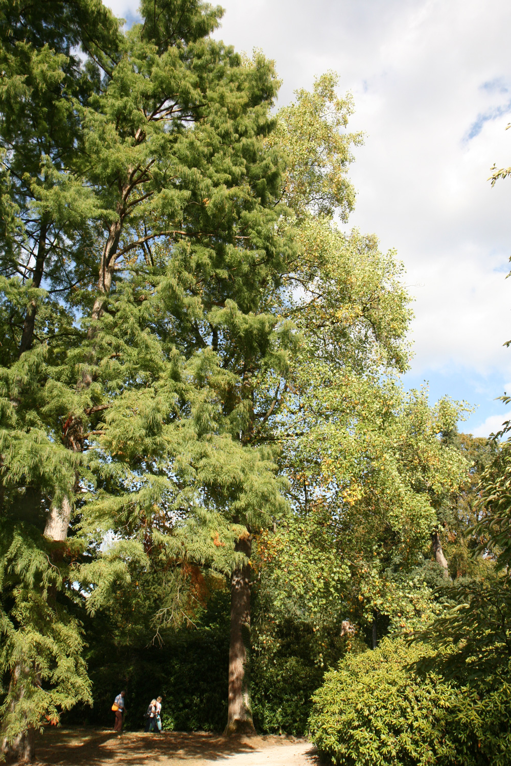 'Aureomarginatum' Liriodendron tulipifera