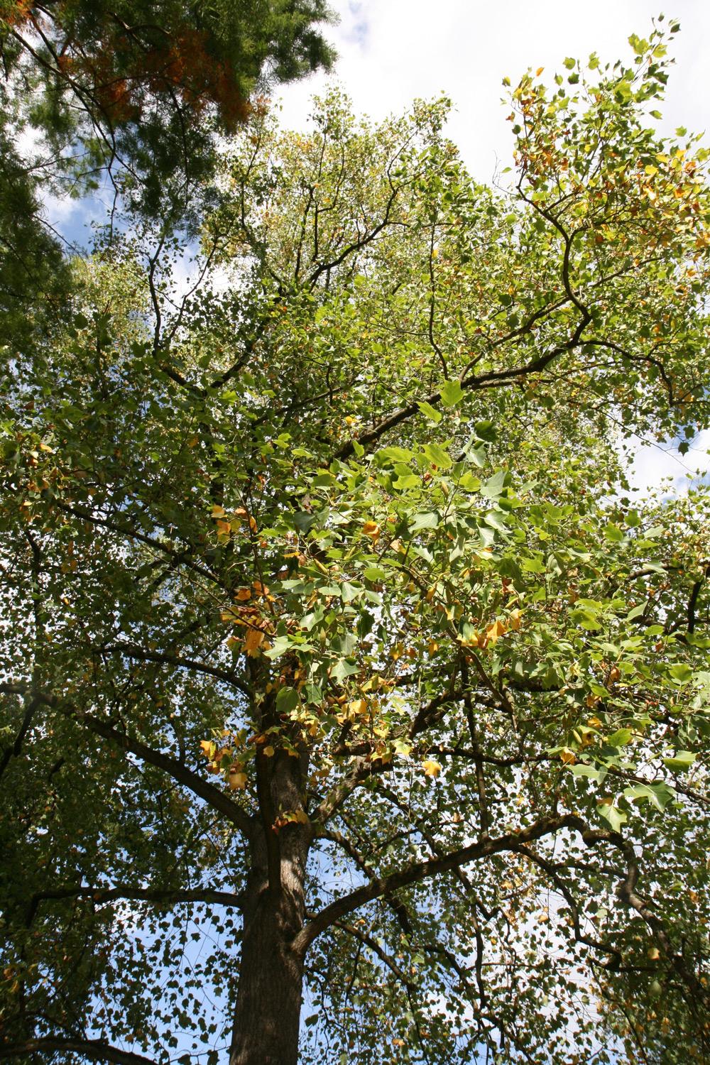 Liriodendron tulipifera 'Aureomarginatum' - Langen - Sept. 2018