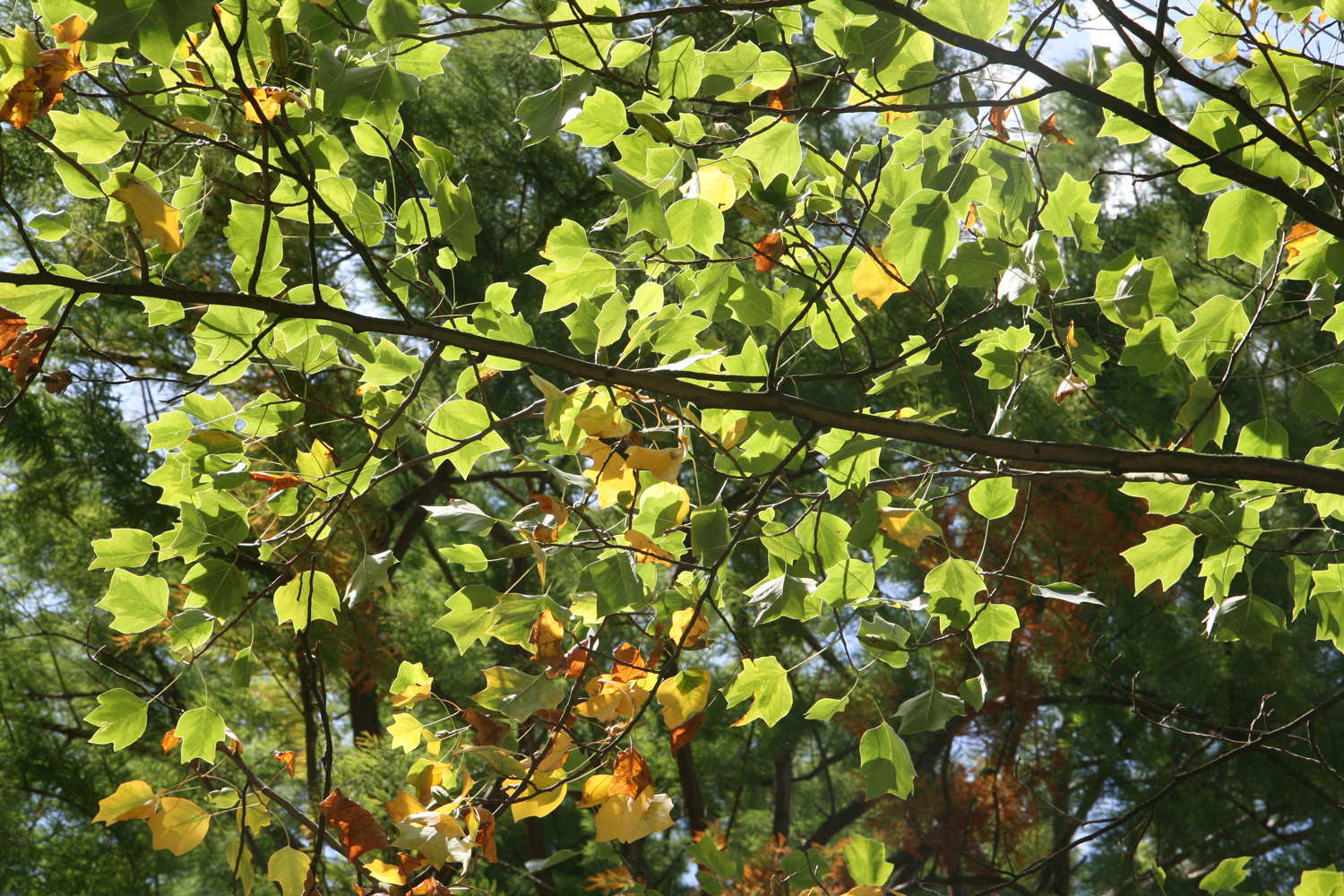 Liriodendron tulipifera 'Aureomarginatum' - Langen - Sept. 2018