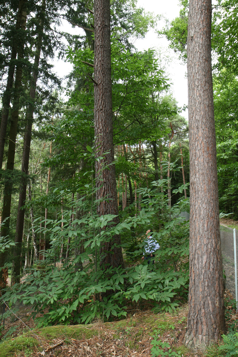 pinaster Pinus