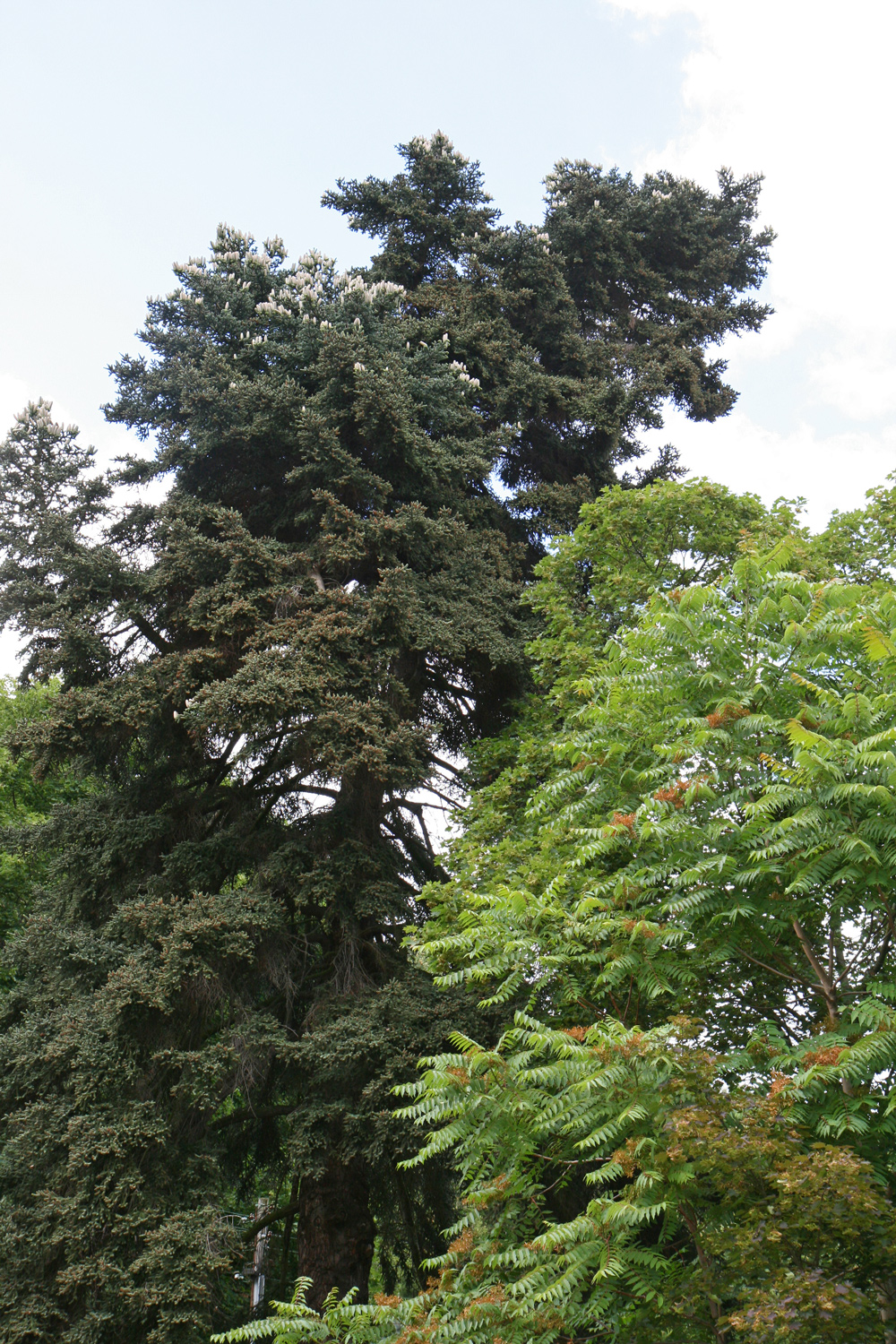 Abies pinsapo - Neustadt an der Weinstraße-Hardt - Juni 2018