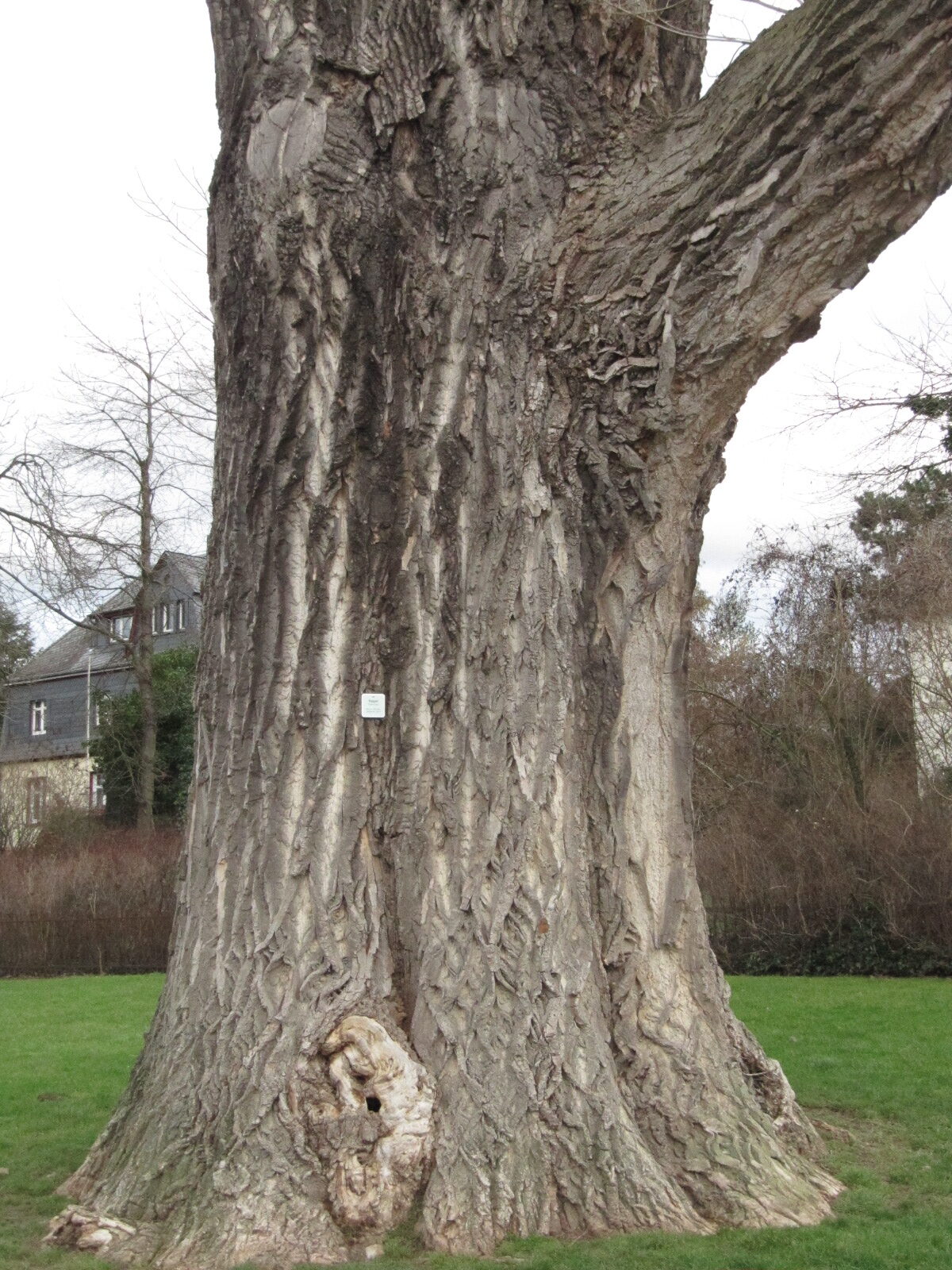 Populus × canadensis - Erpel - Jan. 2023