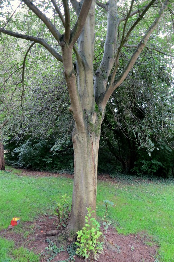 Prunus padus - Endenich - 2014