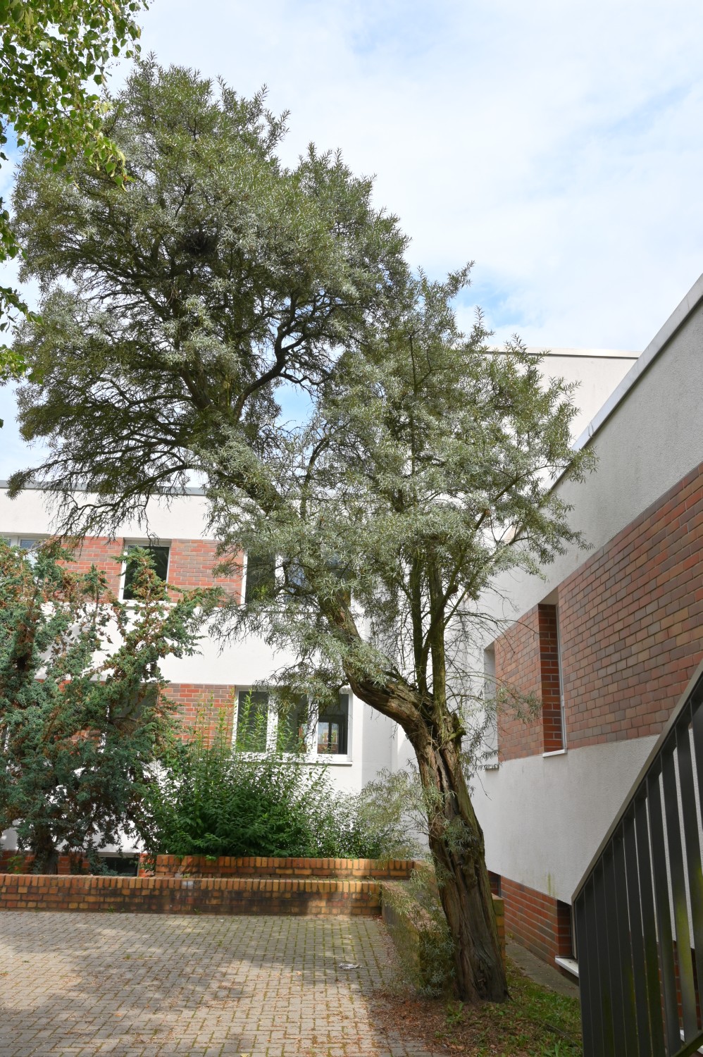 Hippophae rhamnoides - Rostock-Dierkow - 2022