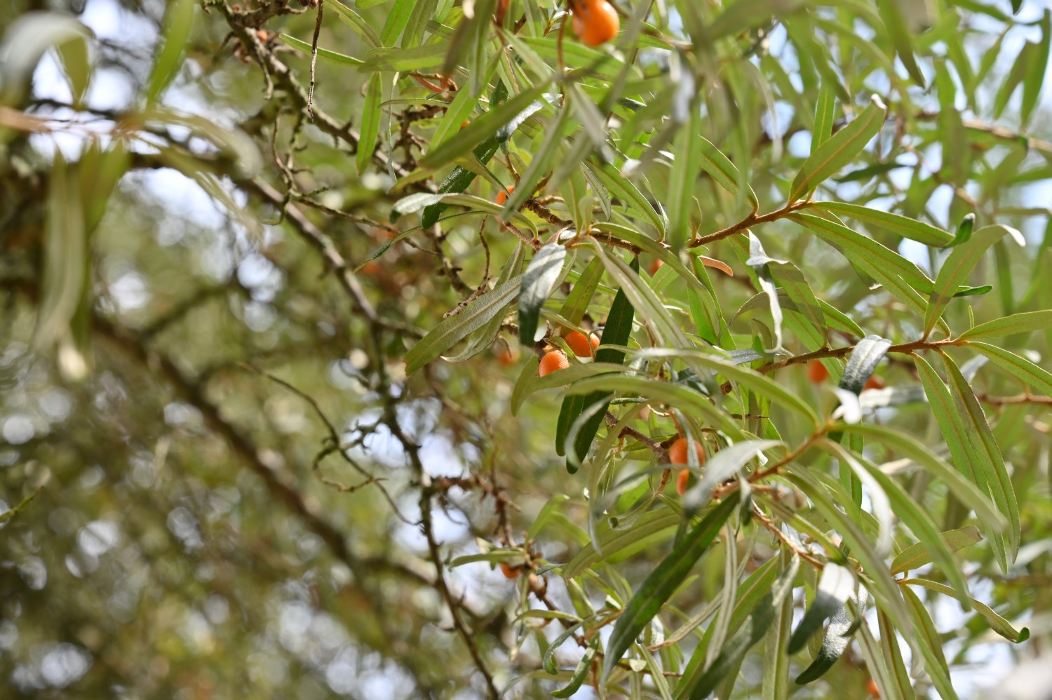 Hippophae rhamnoides - Rostock-Dierkow - 2022