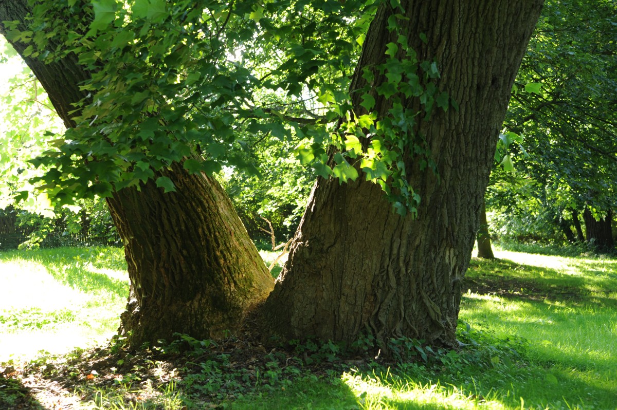 Liriodendron tulipifera - Wolfshagen, Schlosspark - 2012