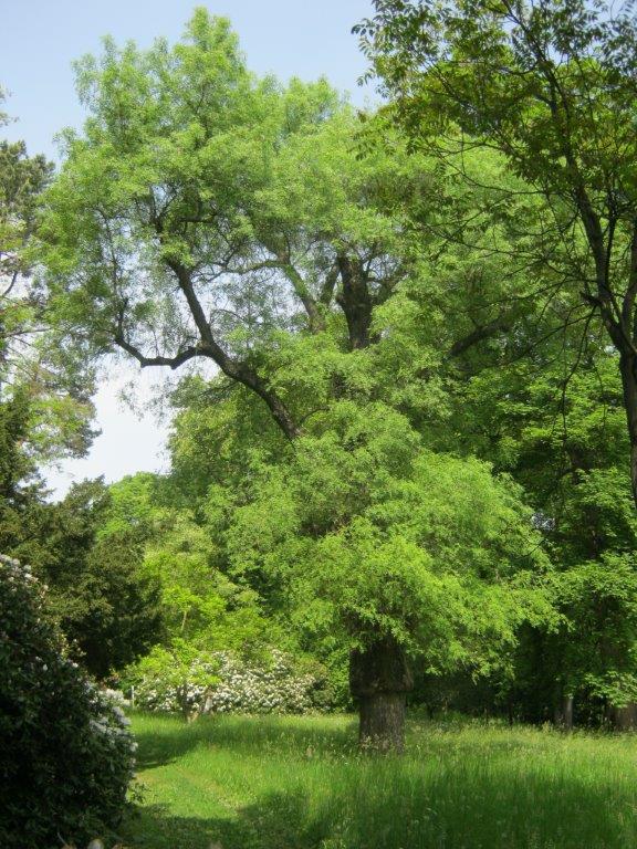 angustifolia Fraxinus