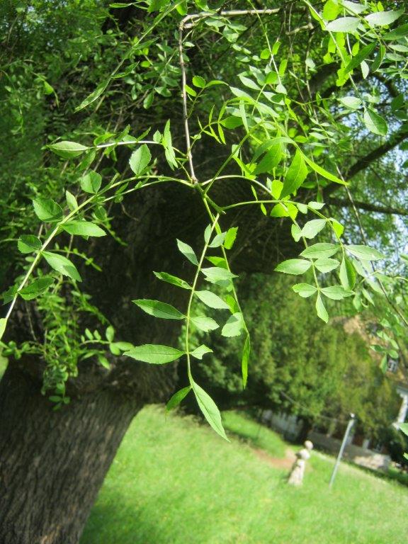 Fraxinus angustifolia, Tannenfeld, 2014