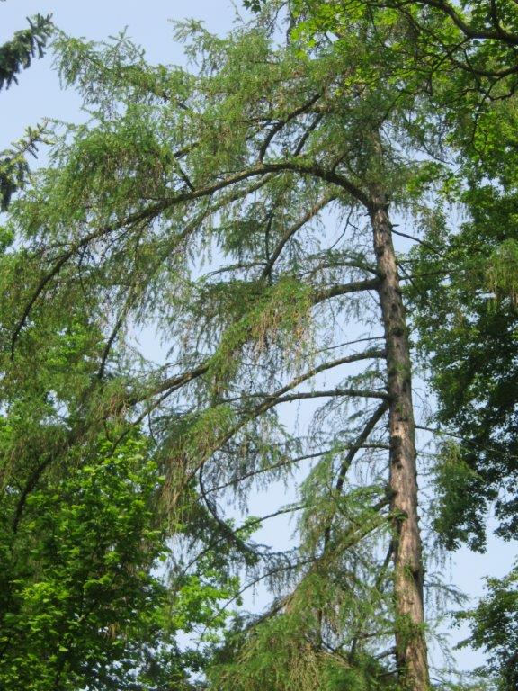 kaempferi Larix