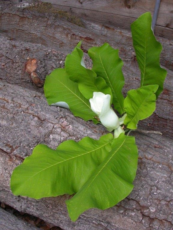 Magnolia macrophylla - Frankfurt - Juli 2022