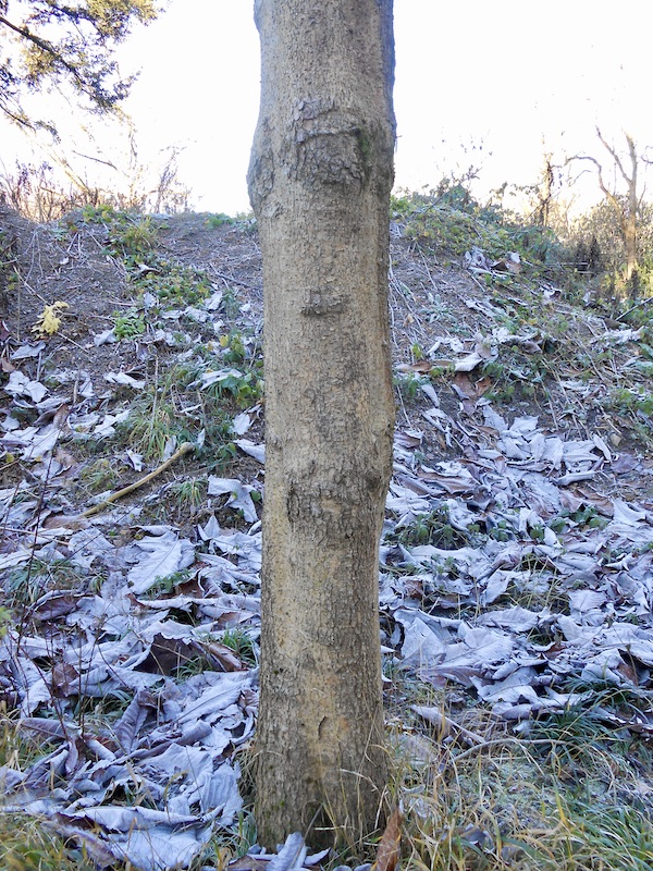 Magnolia macrophylla - Frankfurt - Dezember 2021