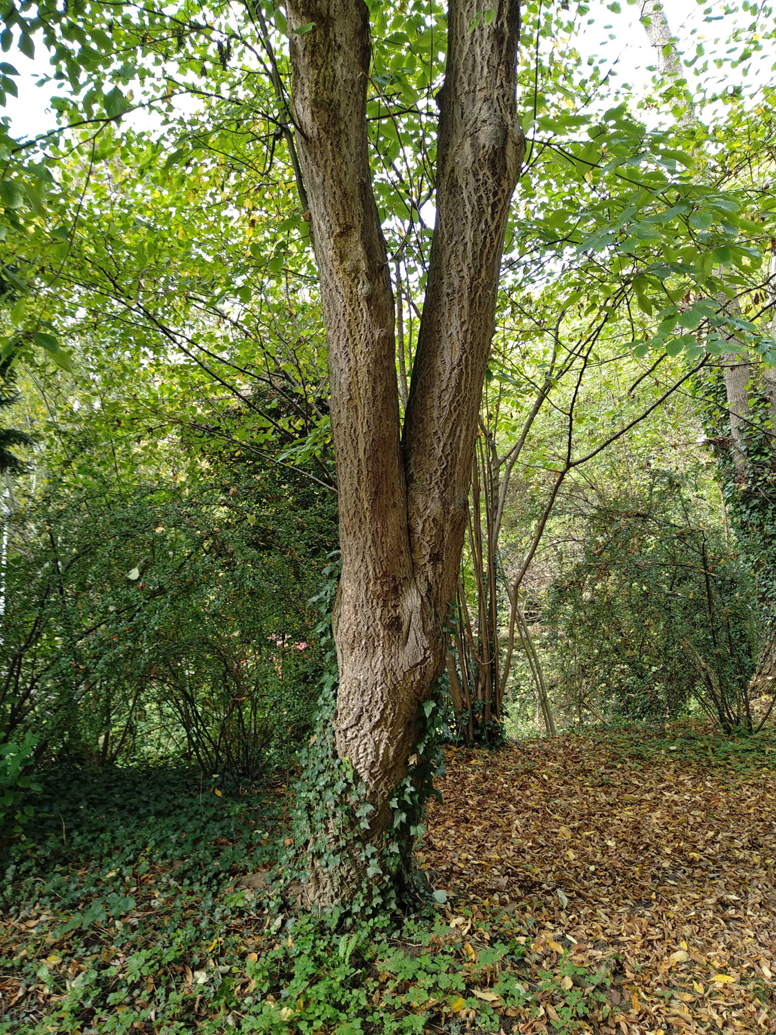 controversa Cornus