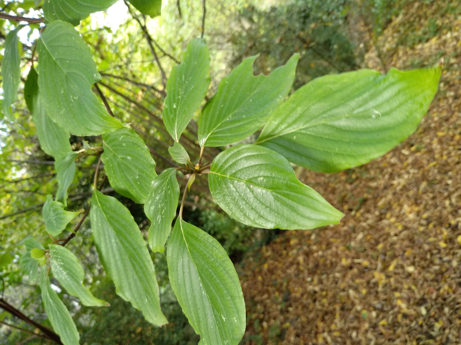 Cornus controversa - Tübingen - Oktober 2022