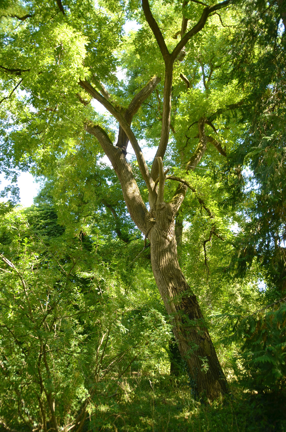 japonicum Styphnolobium