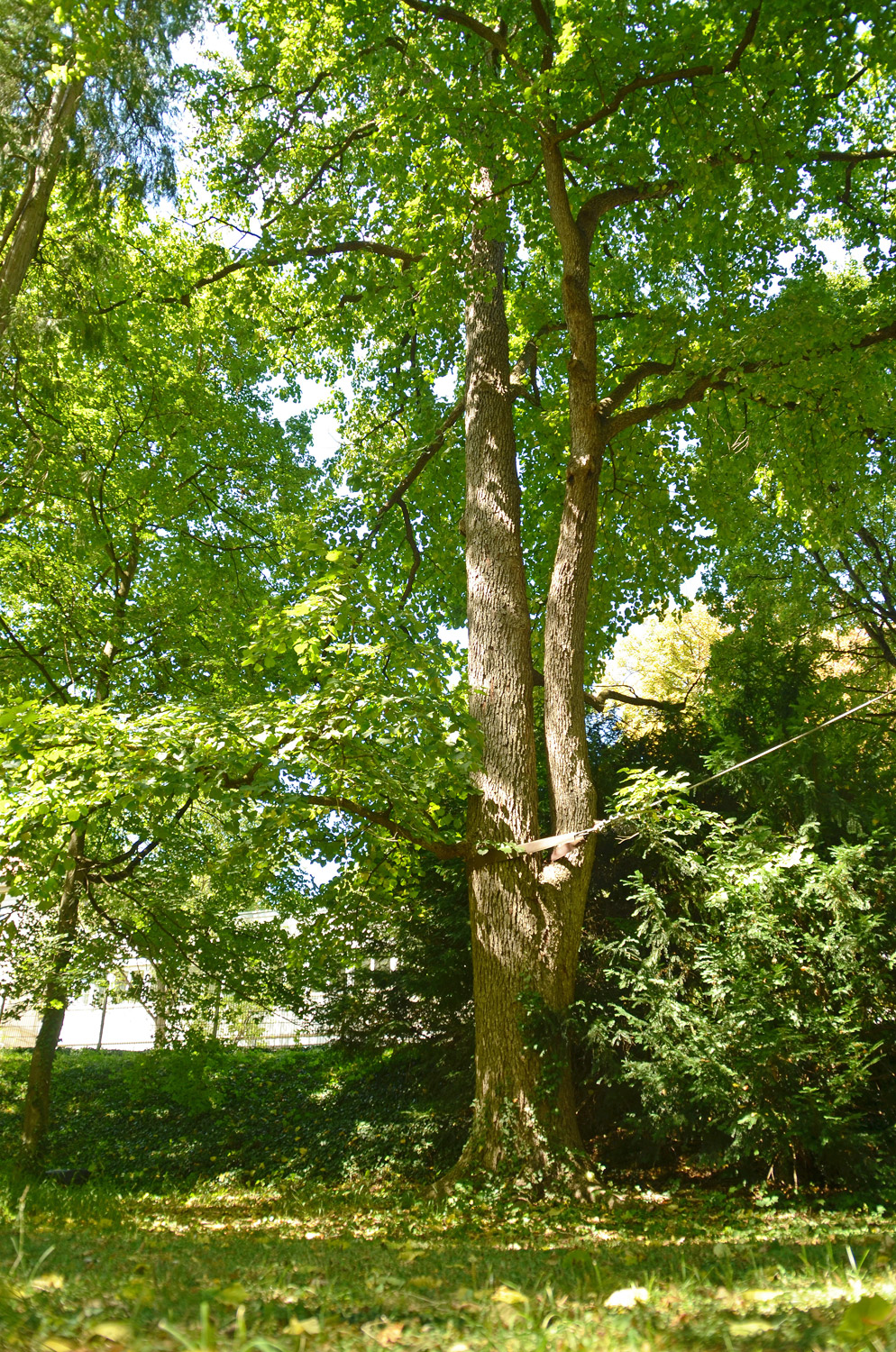 colurna Corylus