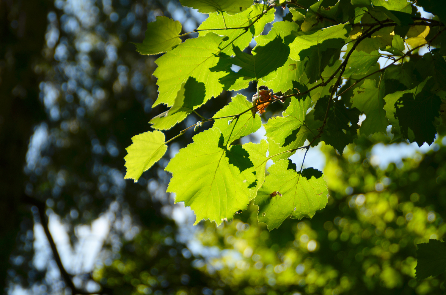 Corylus colurna - Alter Bot. Garten Tübingen - Aug. 2022