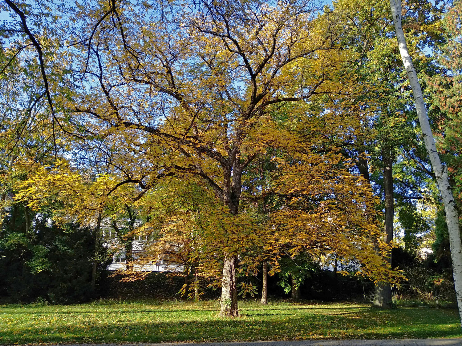 cinerea Juglans