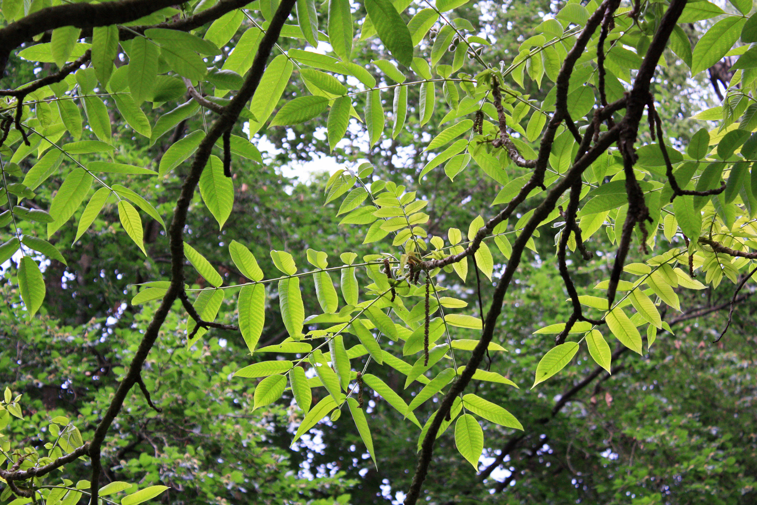 Juglans cinerea - Tübingen - August 2022