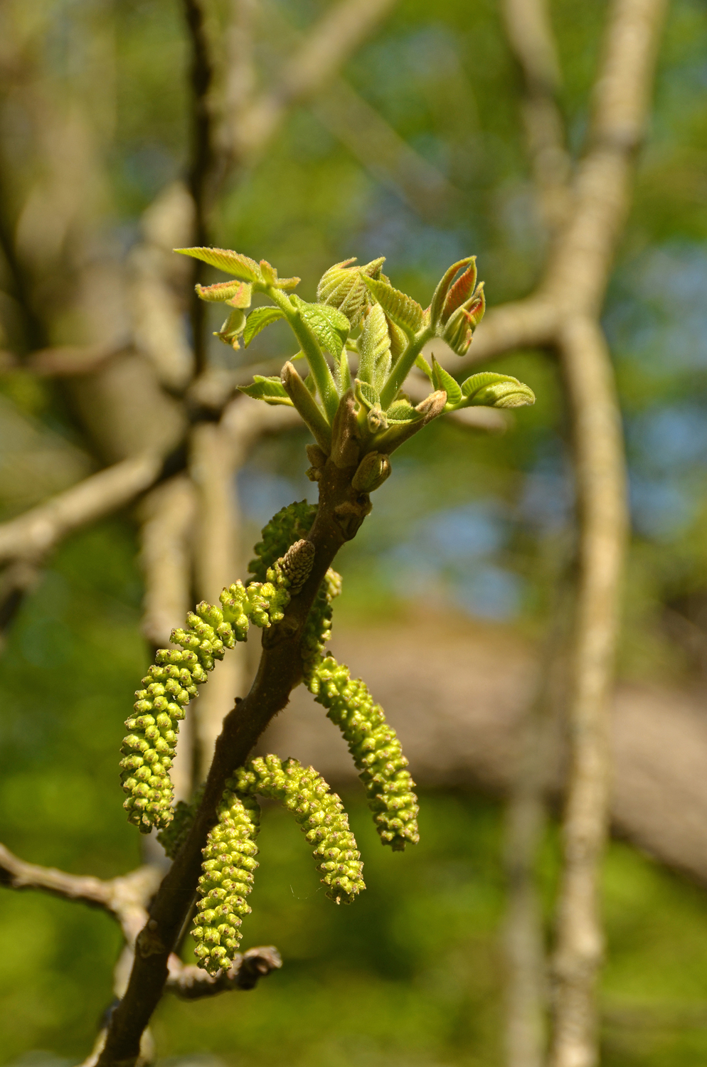 Juglans cinerea - Tübingen - August 2022