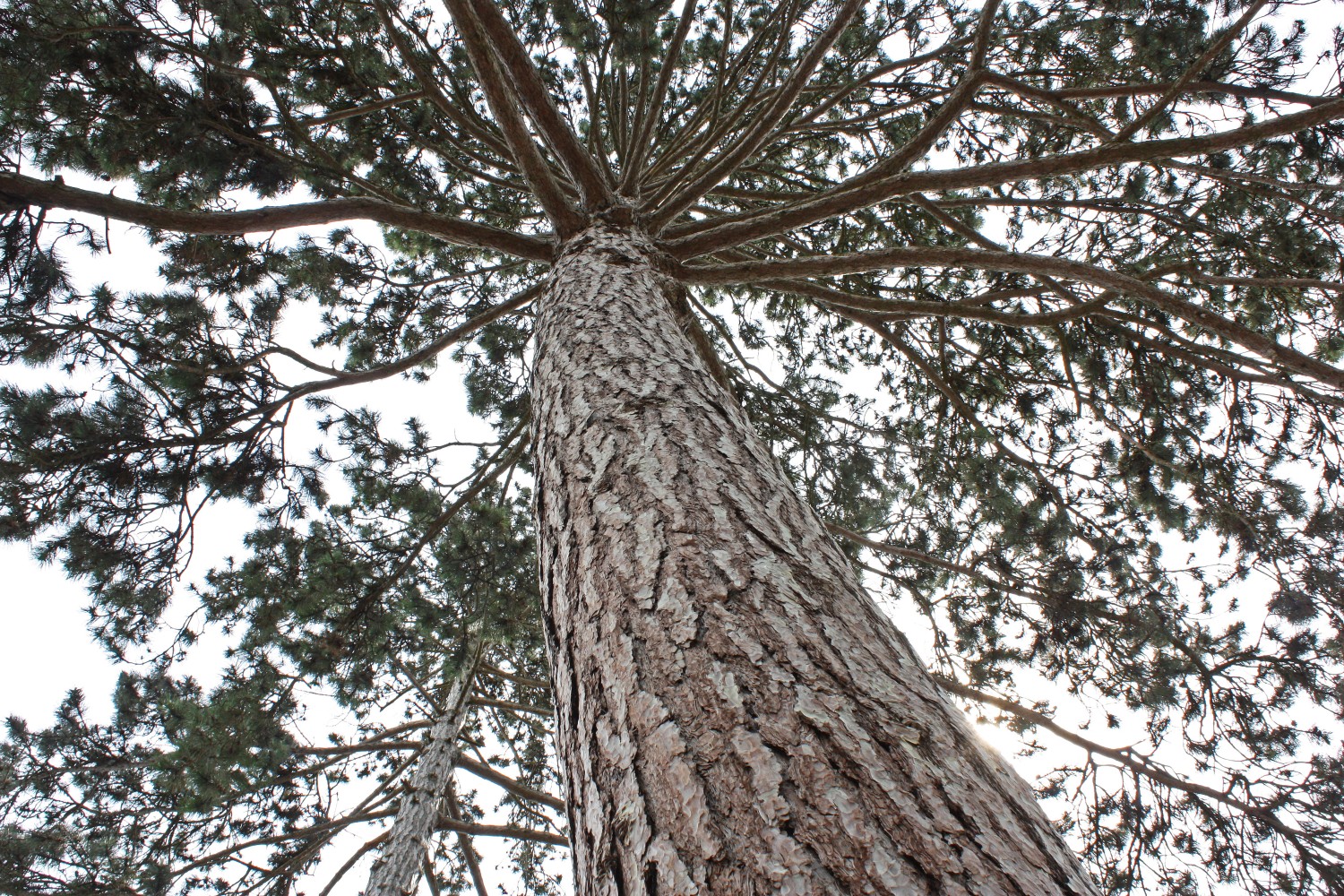 nigra Pinus