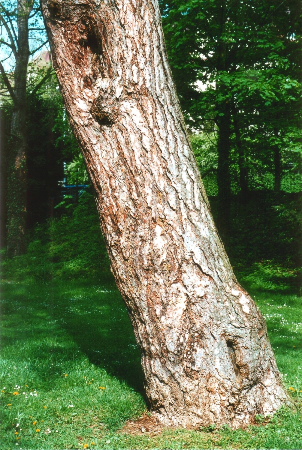 Pinus nigra - Tübingen - 2011