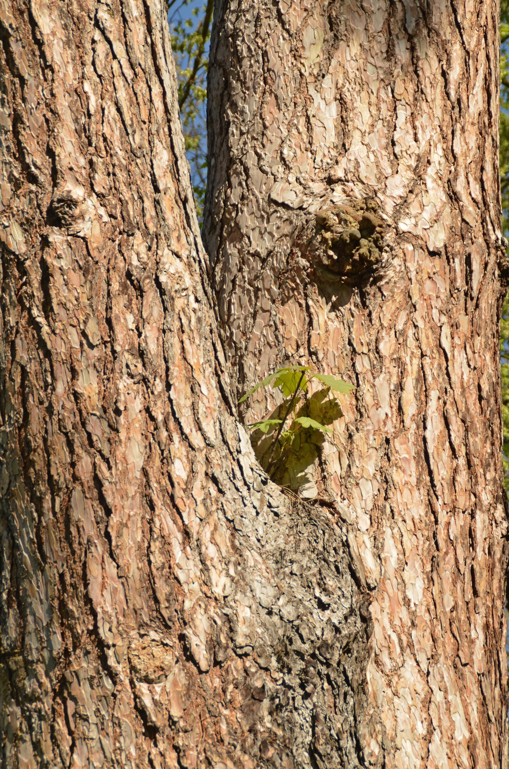 Pinus nigra - Tübingen - 2011