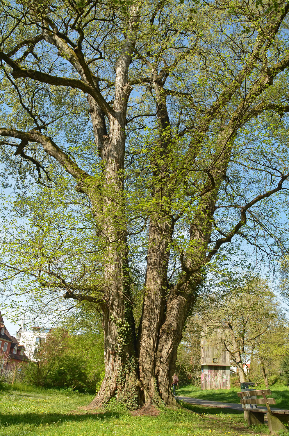 laevis Ulmus