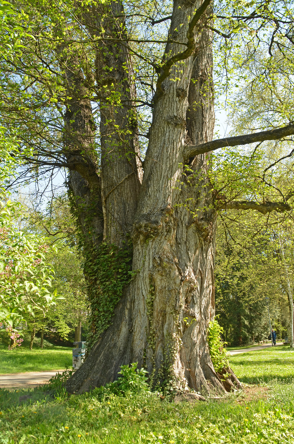 Ulmus laevis - Alter Bot. Garten Tübingen - Mai 2021