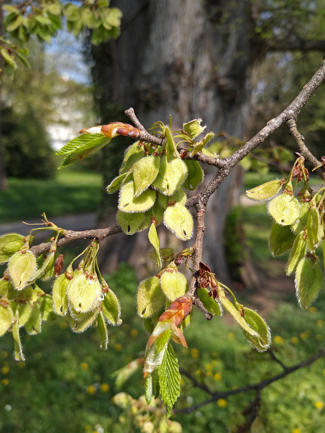 Ulmus laevis - Alter Bot. Garten Tübingen - April 2022