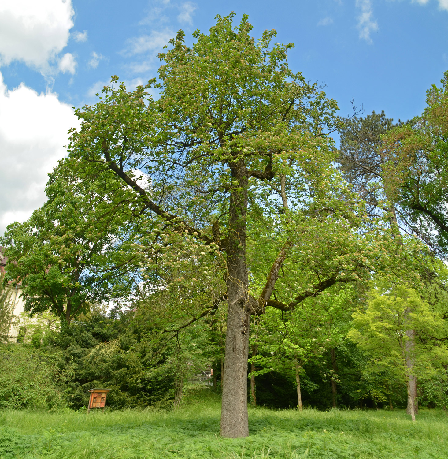 latifolia Sorbus