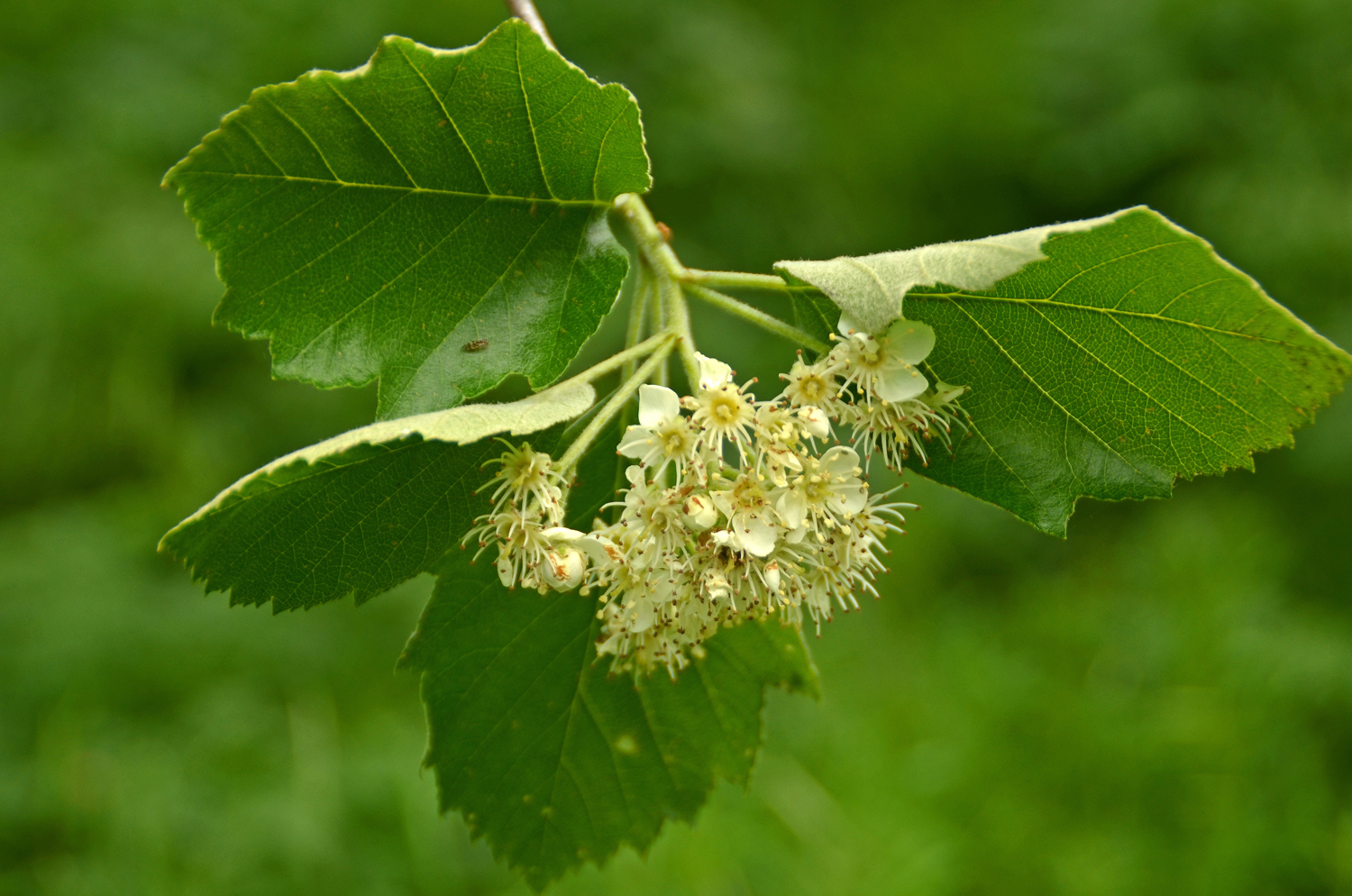 Sorbus latifolia - Tübingen - Mai 2024