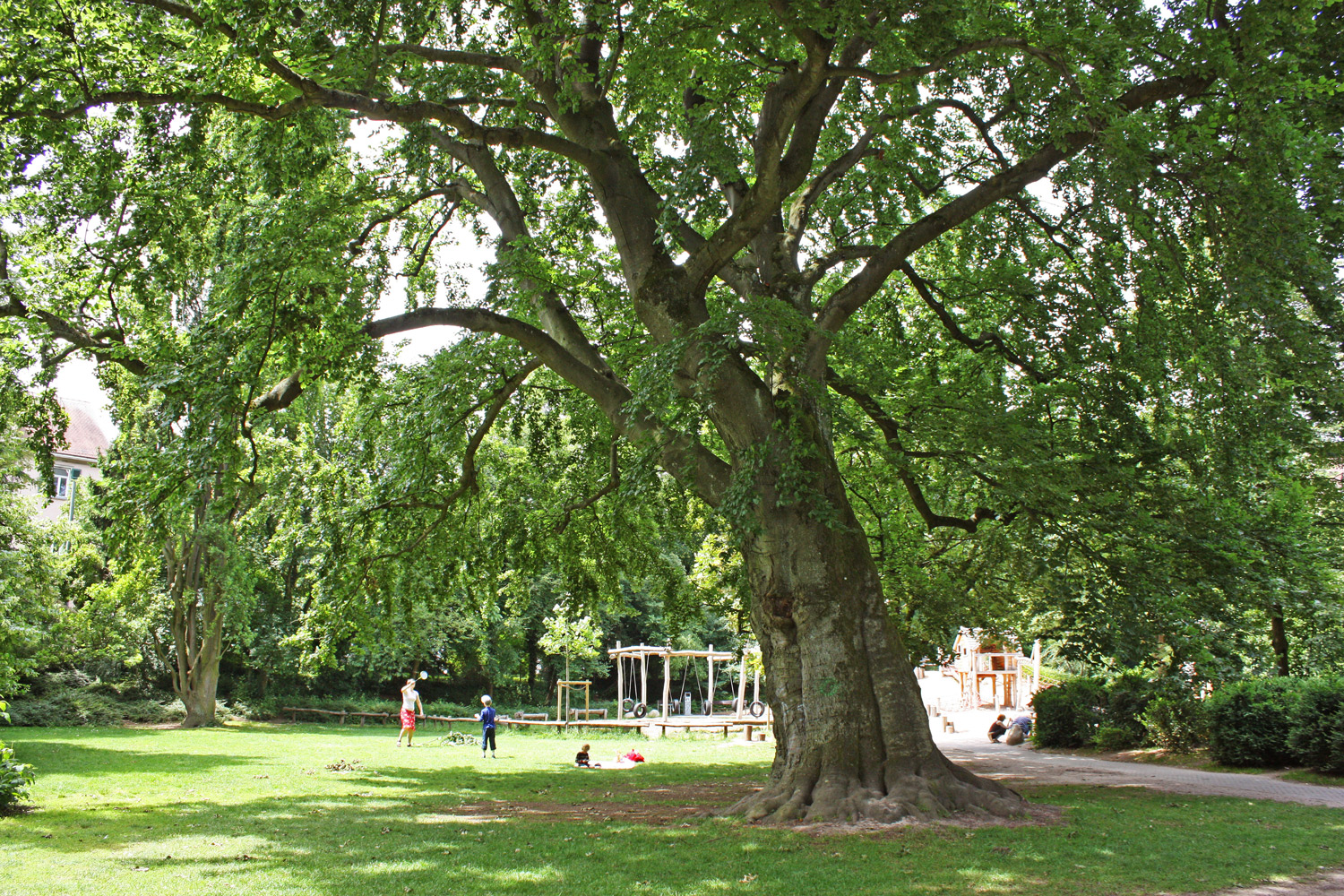 Fagus sylvatica