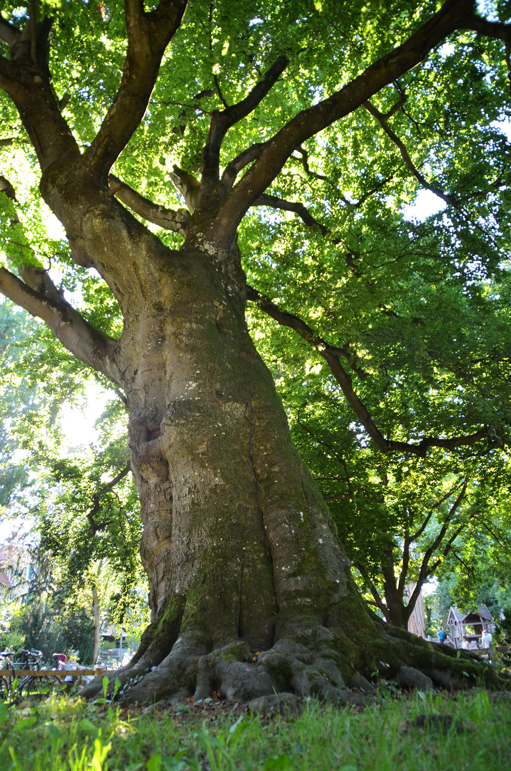 Fagus sylvatica - Tübingen - 2020