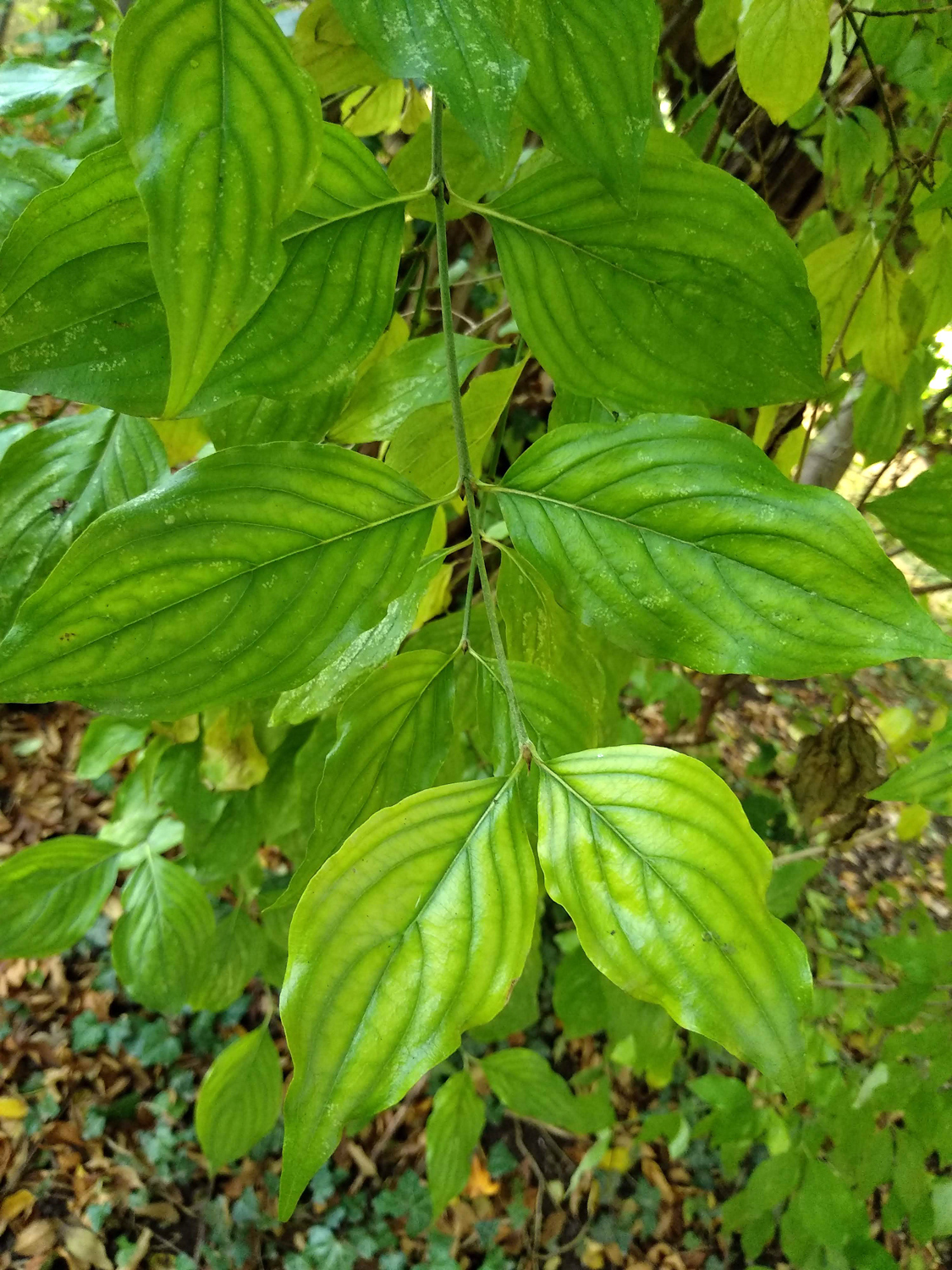 Cornus mas -Tübingen - Oktober 2022