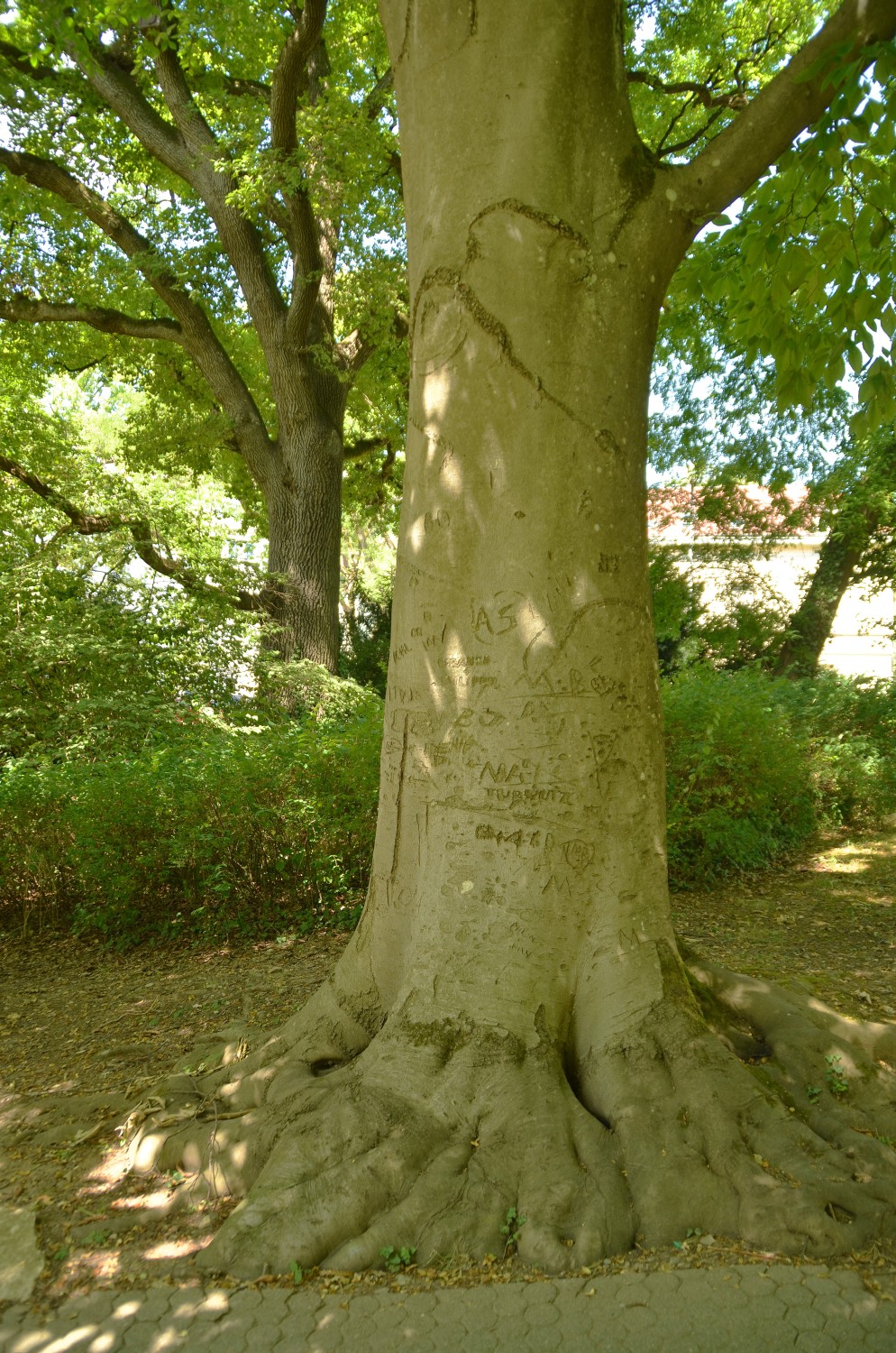 Fagus orientalis