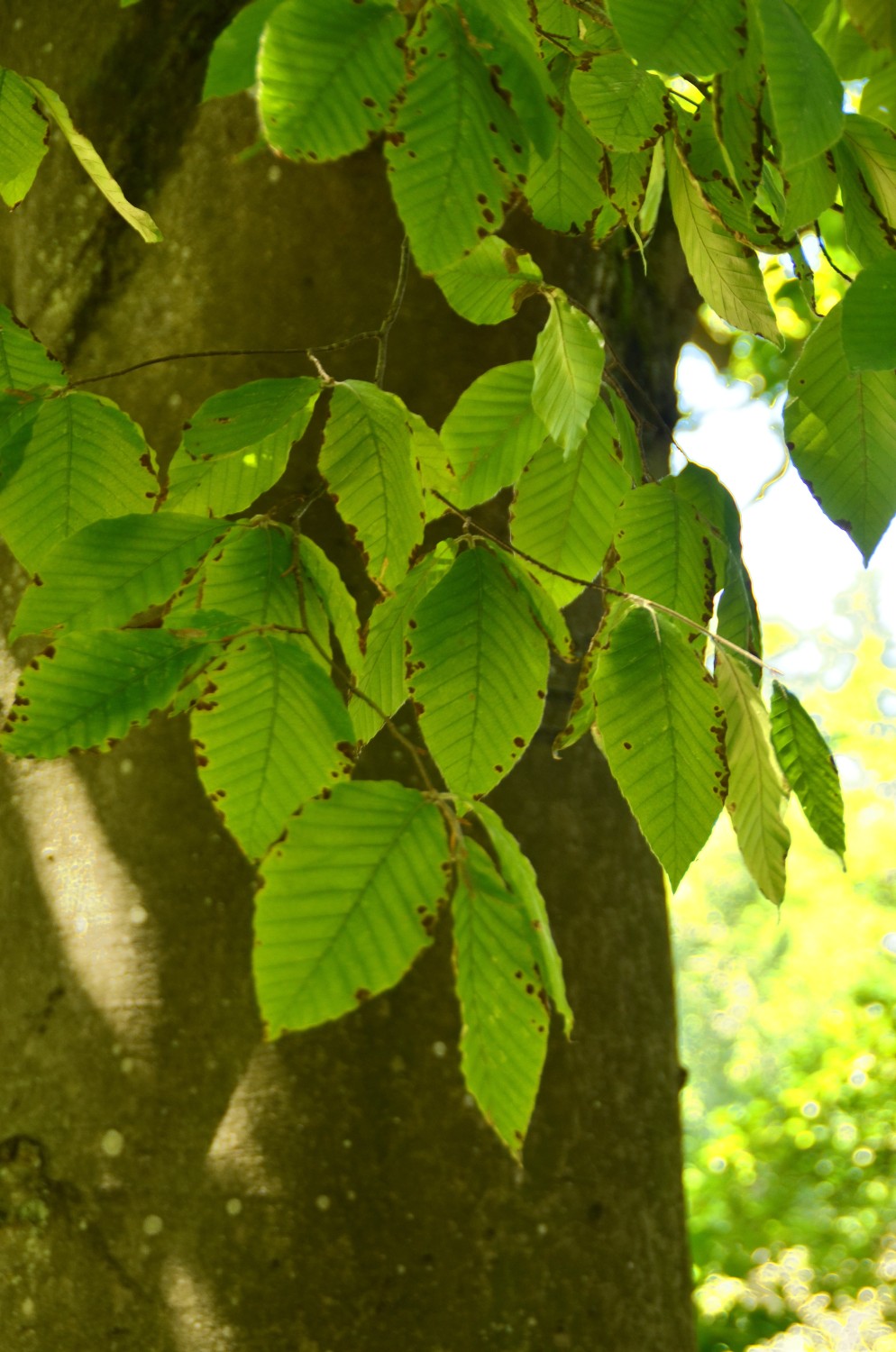 Fagus orientalis - Tübingen - 2022