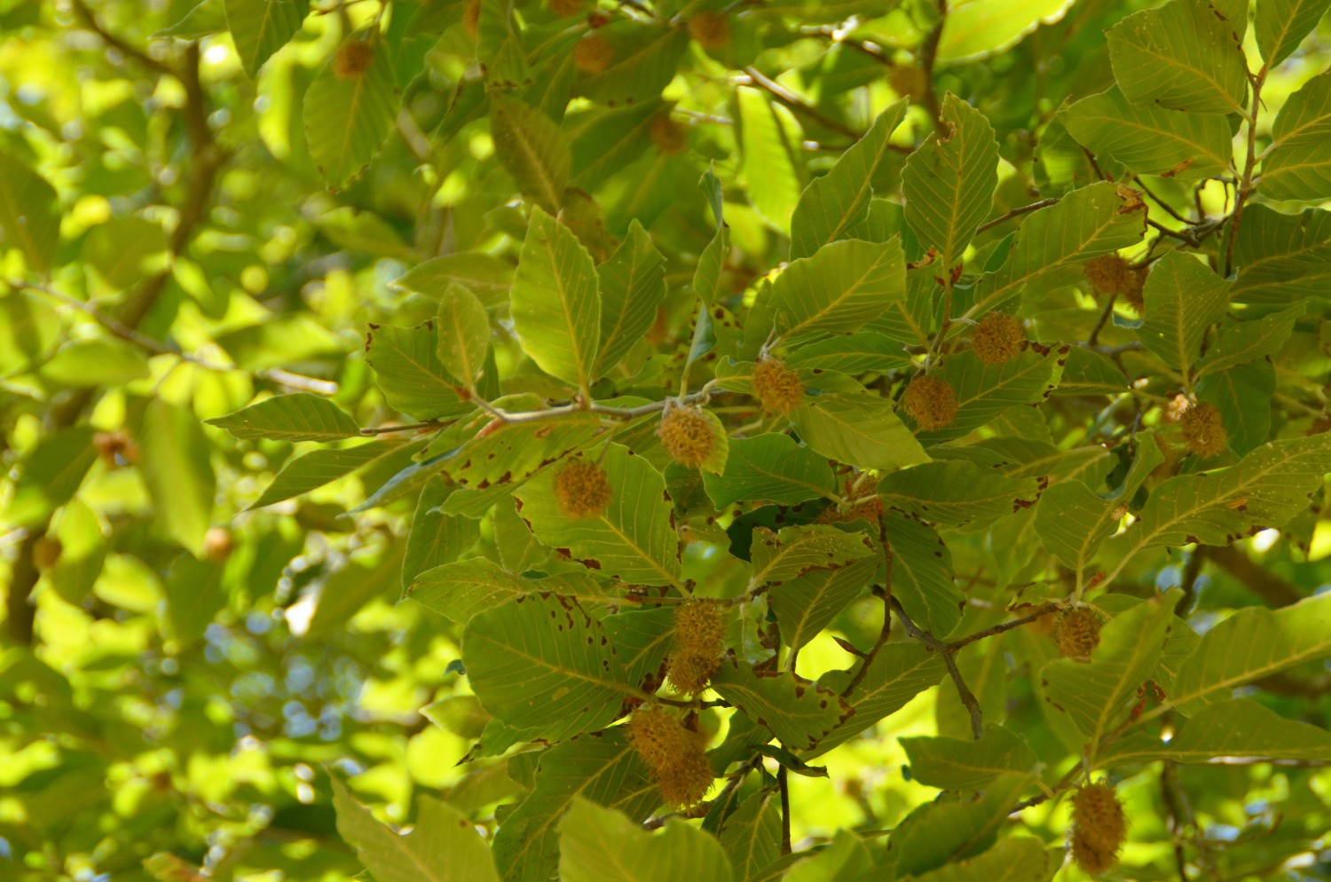Fagus orientalis - Tübingen - 2022