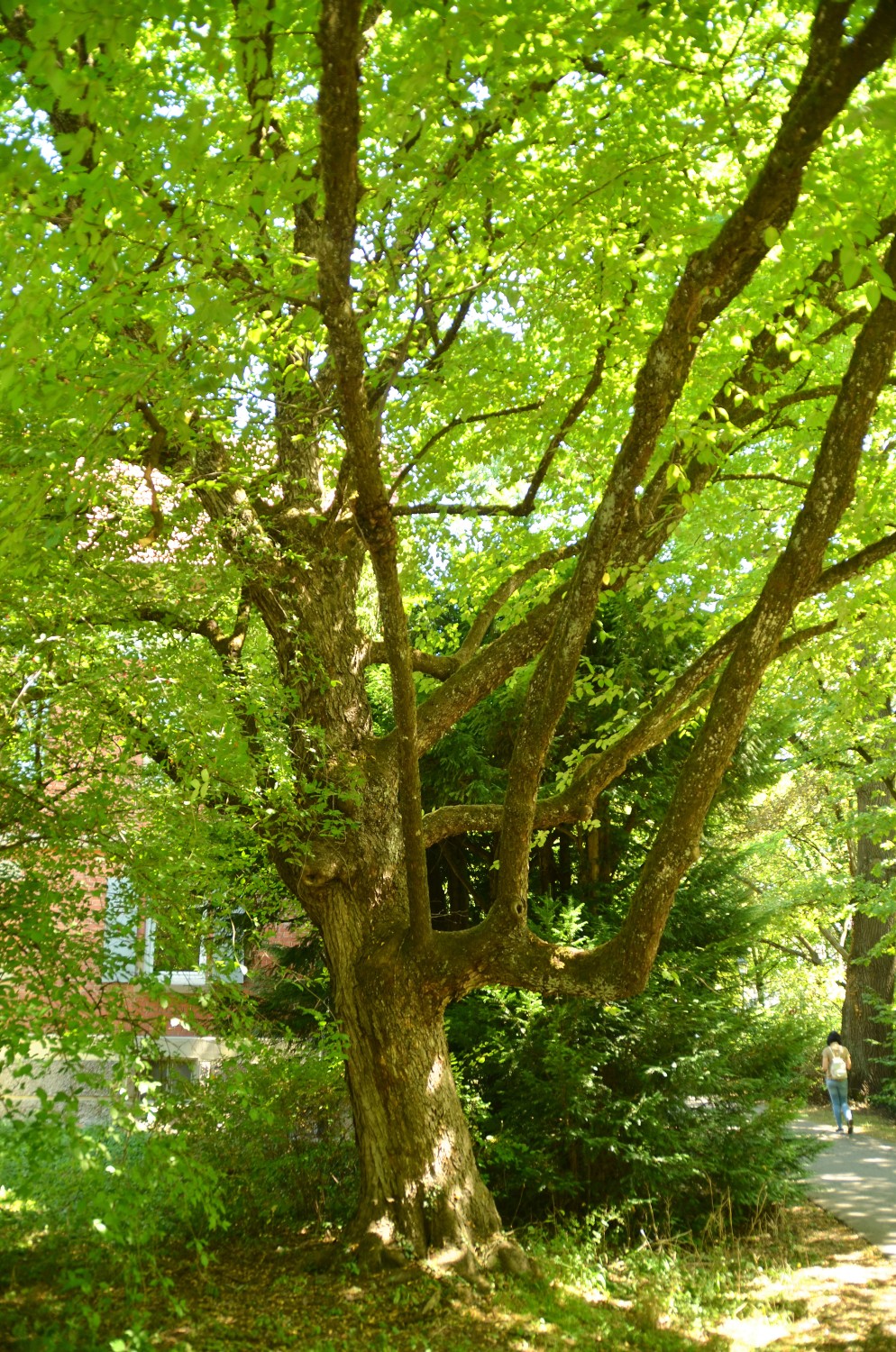 carpinifolia Ostrya