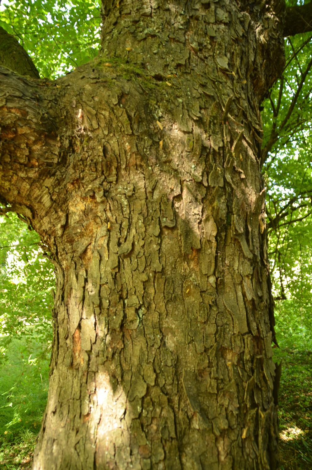 Ostrya carpinifolia - Tübingen - 2022