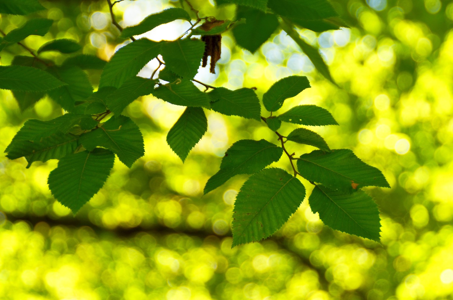Ostrya carpinifolia - Tübingen - 2022
