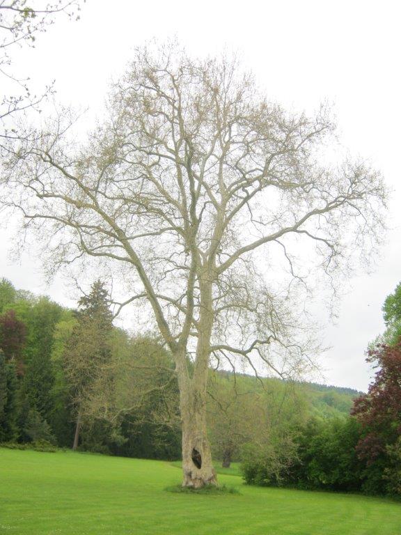 × hispanica Platanus