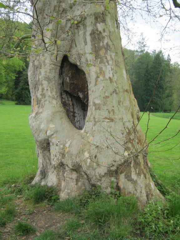 Platanus x hispanica, Greiz, 2014