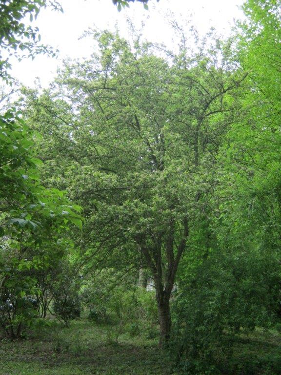 baccata Malus