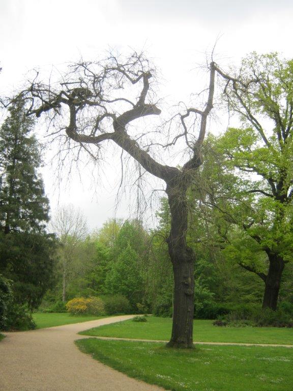 'Pendula' excelsior Fraxinus