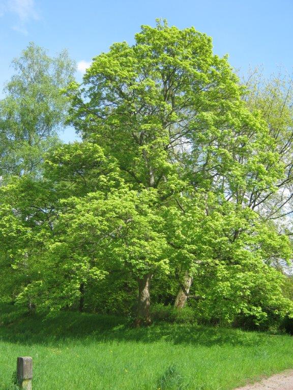 'Leopoldii' Acer pseudoplatanus