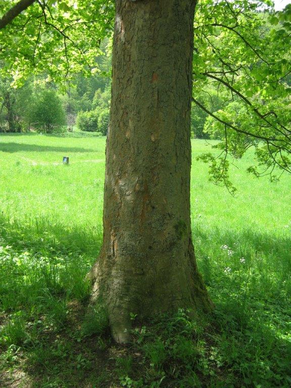 Acer pseudoplatanus Leopoldii, Greiz, 2014